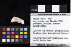 Foto (Objket + Etiketten) von Longodromites ovalis (Moericke, 1897) 